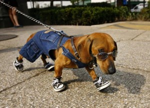dogwithtennisshoes
